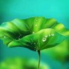 高山流水的头像