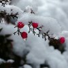 ▓╄→霜手！待雪落★的头像