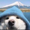 顾岚笙.的头像