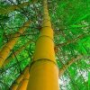 苹果红了的头像
