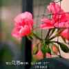 群芳争艳的头像