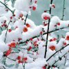 傲雪寒梅的头像