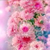 繁花似锦的头像