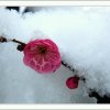 雪绒花的头像