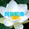 菩提缘《静修》的头像