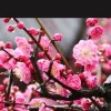 傲雪寒梅的头像