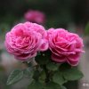 梅的头像