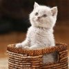 猫女喵喵⊙ω⊙的头像