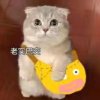 宸鸢ぃ落苇的头像