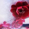 米菲的头像