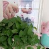 君子兰的头像