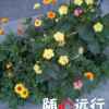 一颗心的头像