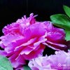微雨梧桐的头像