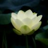 国莲花的头像