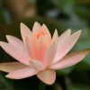菩提树的头像