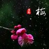 寒梅傲雪的头像