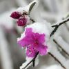 冬雪的头像