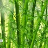已停的头像