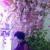 琼花的头像