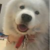 陈一米儿的头像