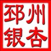 银杏树苗木园林，的头像