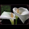 马蹄莲的头像