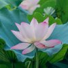 兰花草的头像