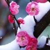 寒梅傲雪的头像