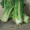龙的头像