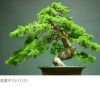 依然回首的头像