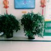 玉的头像