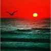 海上日出的头像