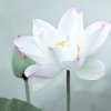 沧县清文制作塑料制品厂18203393319的头像