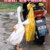 平凡世界的头像