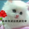 诺言的头像