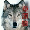草 原 狼 的头像