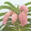 君兰芬芳的头像