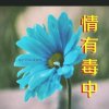 往日情缘《暂退》的头像