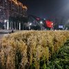 涛声依旧的头像