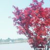 雨漠悠然~的头像