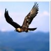 自由雄鹰的头像