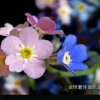 天恩永驻的头像
