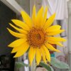 向日葵的花语的头像