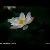 梦里  飞子的头像