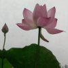 ＆锁♂芯￥的头像
