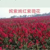 紫薇的头像