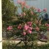 平安是福的头像