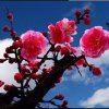 小乌鸦的头像