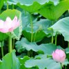 畅音烬濛花姐37徒的头像