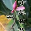 自由飞翔的头像